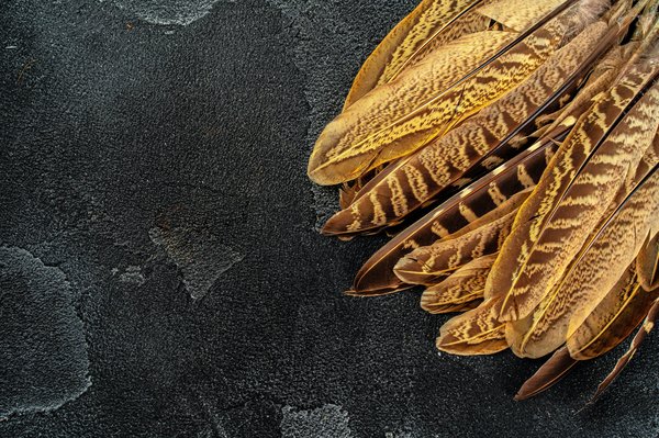 Quel est le symbole de la plume de faisan ?