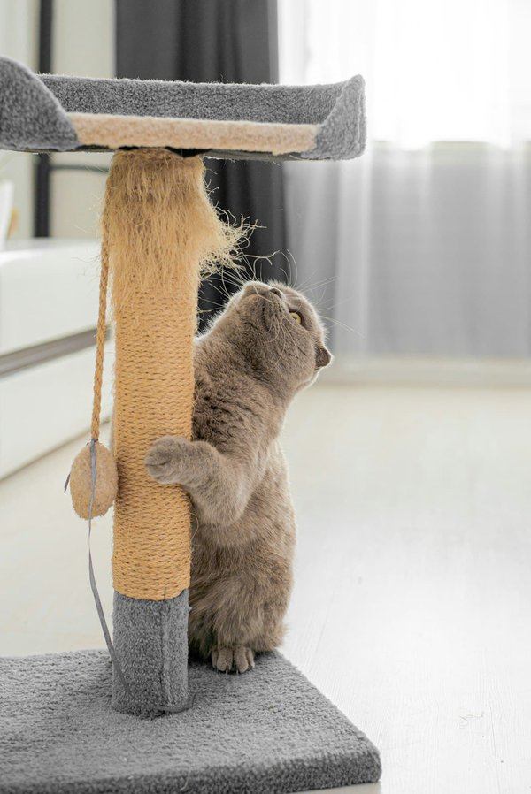 Arbre à chat : choisissez le meilleur pour minou